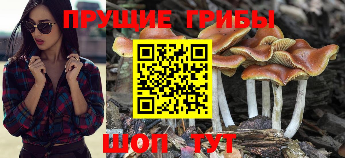Псилоцибиновые грибы мицелий Кыштым